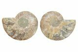 Cut & Polished, Agatized Ammonite Fossil - Madagascar #223112-1